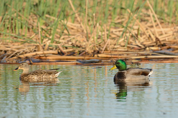 Mallard Drake and Hen