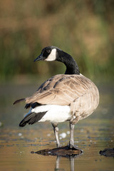 Canadian goose standing