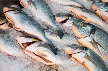 Fish on Ice