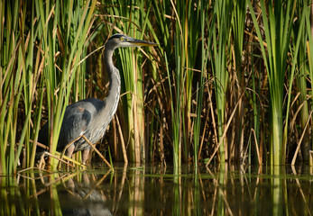 Great blue heron in the reeds