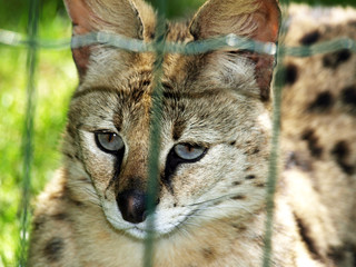 Luchs im Zoo