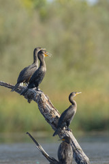 Cormorants on a tree