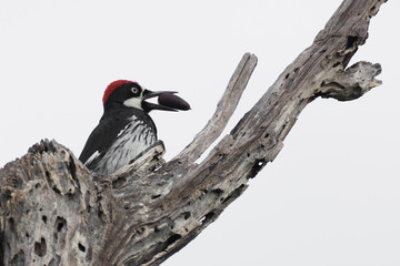 Acorn woodpecker with acorn in mouth