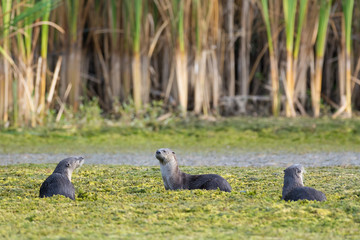 Three River otters on top