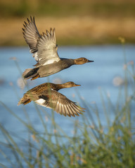 Drake and hen gadwall ducks flying