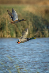 Flying male female mallard ducks