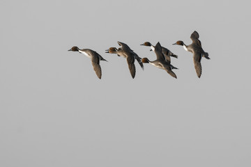 Pintail ducks flying in formation