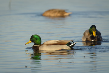 Mallard drake males swim on water