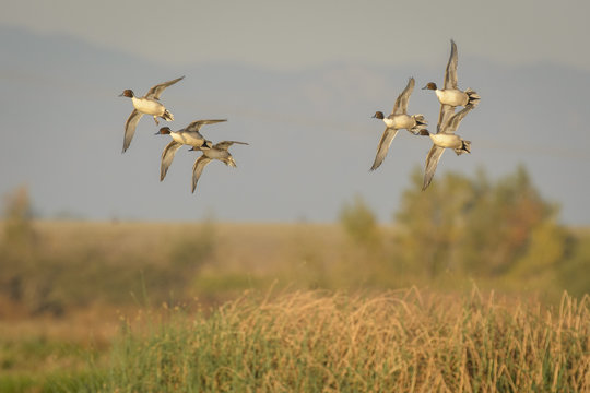 Pintail ducks with wings spread in flight