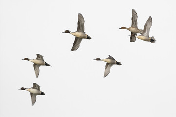 Pintail male duck flock isolated on white
