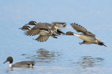 Flying Pintail Ducks