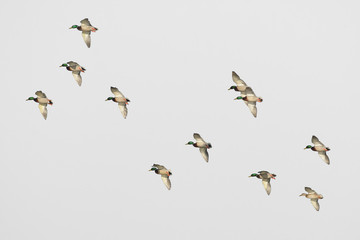Flock of mallard drakes in flight