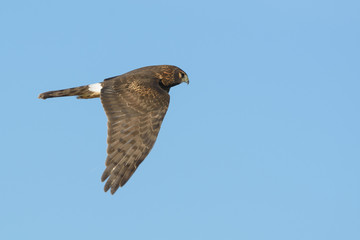 Swainson hawk flying