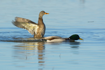 Female mallard duck flapping wings