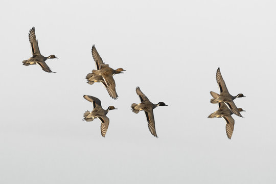 Small flock flying pintail ducks