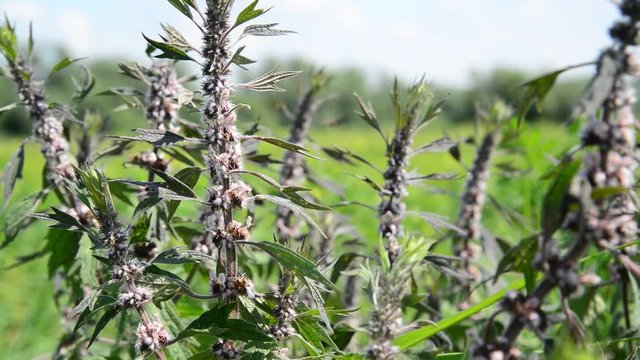 Leonurus cardiaca, known as motherwort, is herbaceous perennial plant in mint family, Lamiaceae.
