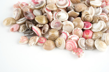 seashells, white background