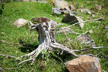 The stump of an old tree, uprooted on the grass
