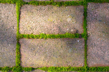 brick pathway moss growth
