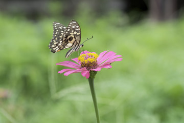Butterfly sucking nectar from pink flowers .