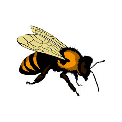 bee logo