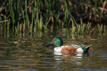 Northern Shoveler Drake Duck
