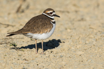 Killdeer Bird
