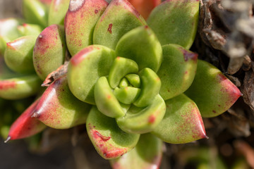Red Green Succulnt
