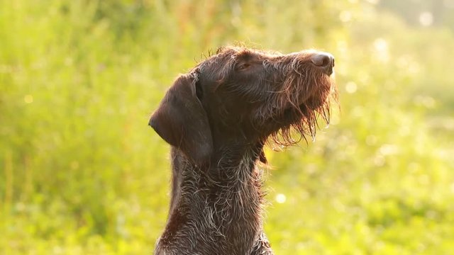 Pointing dog in the hunt, Kurzhaar, drathaar hunting.