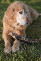 Obraz premium Golden Retriever dog