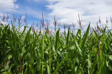 Obraz premium Grüne Maispflanzen