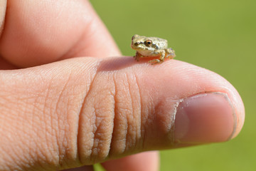 Super Tiny Tree Frog