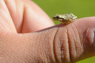 Obraz premium Super Tiny Tree Frog