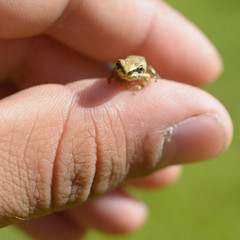 Super Tiny Tree Frog