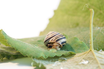 Grape snail on a grape leaf. Snail isolated.