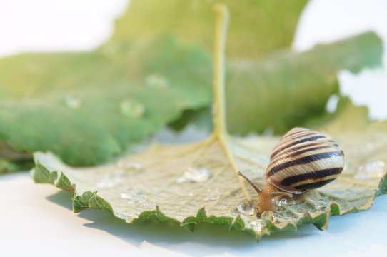 Grape snail on a grape leaf. Snail isolated.