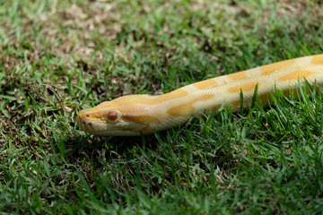 head of Gold python  crawl in the garden