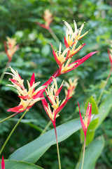 Bird of paradise flowe
