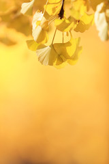 Obraz premium 秋のイチョウ