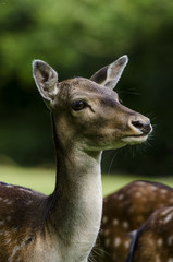Portrait of a Deer, closeup