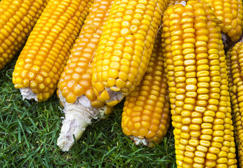 Fresh golden corn cobs on green grass. Abstract.