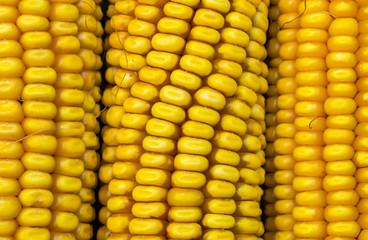 Fresh golden corn cobs abstract food background.