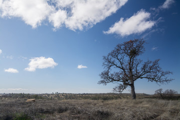 Fototapeta na wymiar oak tree cloud landscape