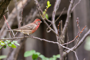 House finch 