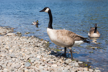 Obraz premium Canada goose 