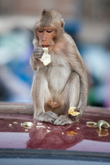 Street monkey eating fruits and vegetable on car roof top.