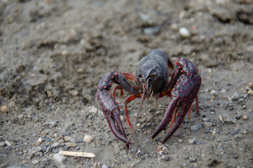 Crayfish in wet mud
