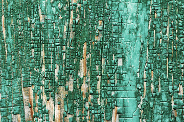 background texture of wooden barn board faded remnants of the old green paint