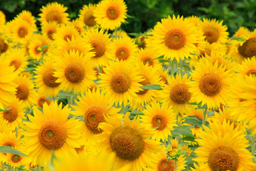 Fototapeta premium ヒマワリ