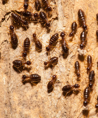 Termite work as team in the nature